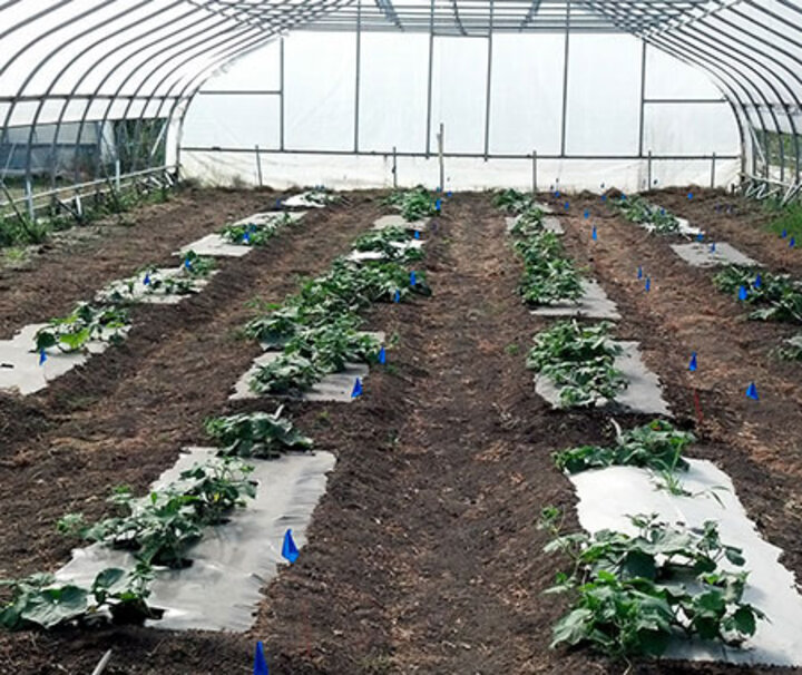 Bio-based mulches in cucumber.