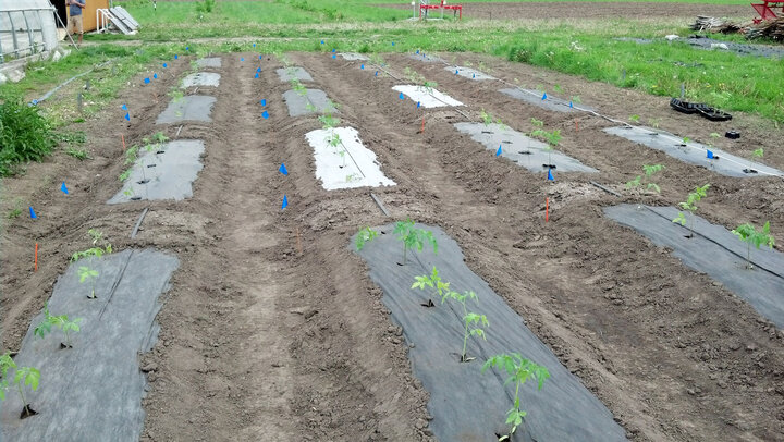 Biodegradable Mulches