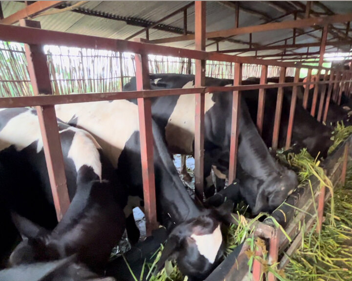 rwanda dairy farm