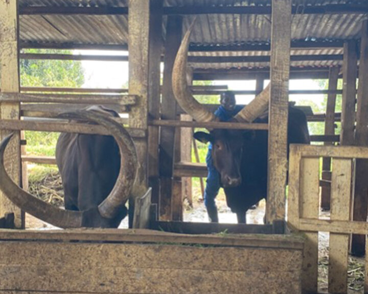 Indigenous Rwandan Cows