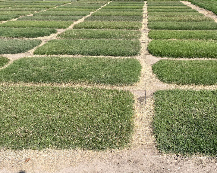 Buffalograss Research