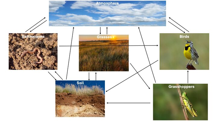 Carbon Cycle