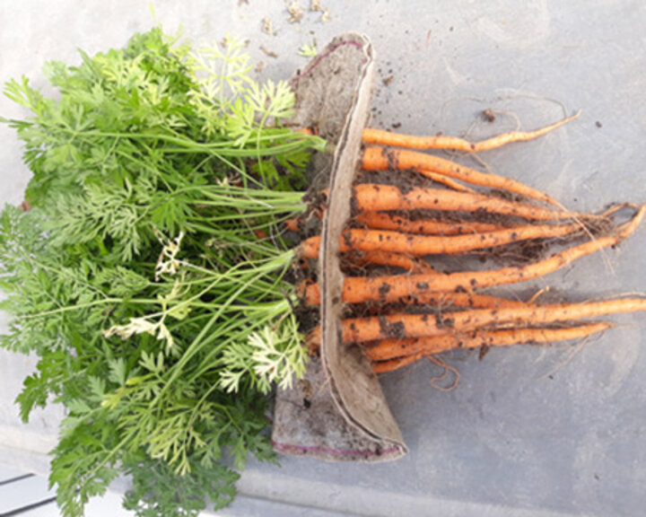 carrots