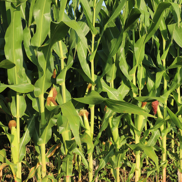 corn plants