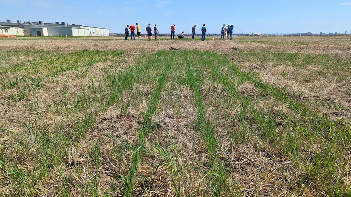 Cover Crop Variety Research