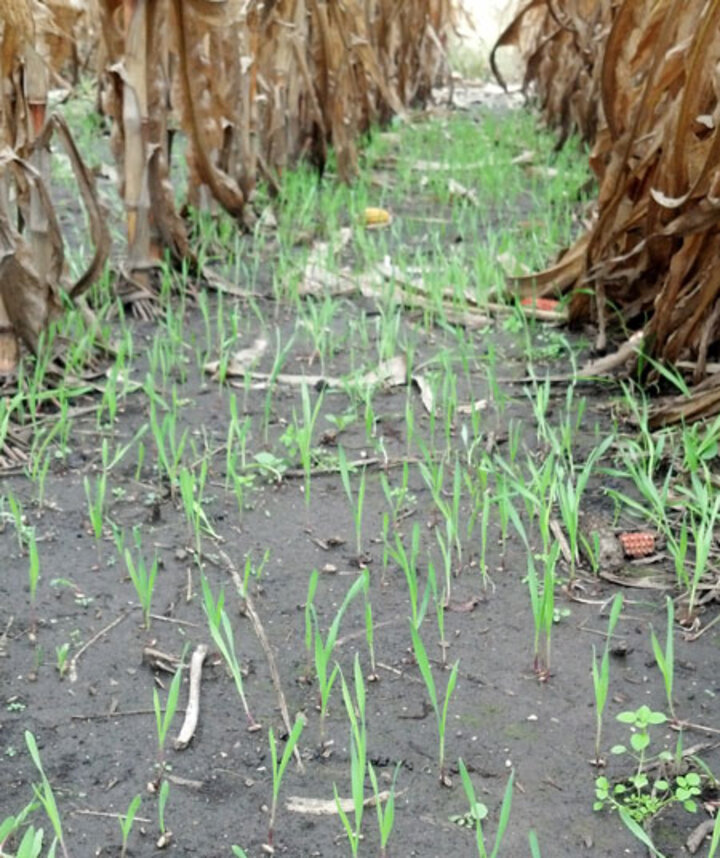 cover crops