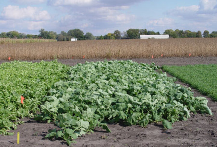 Fall-seeded cover crops