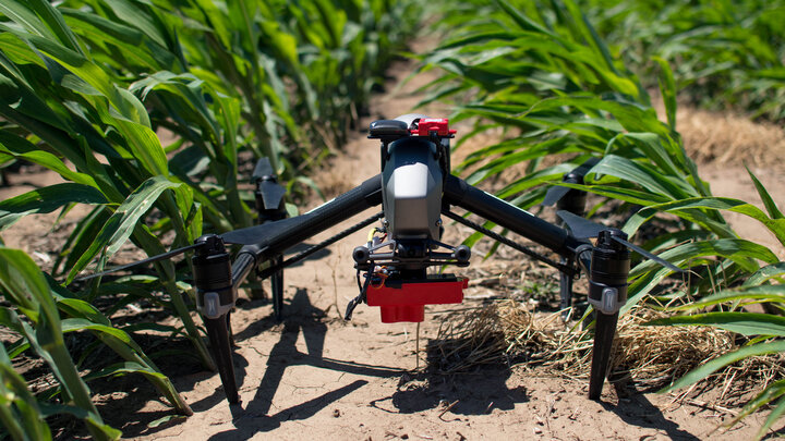 Drone in corn field