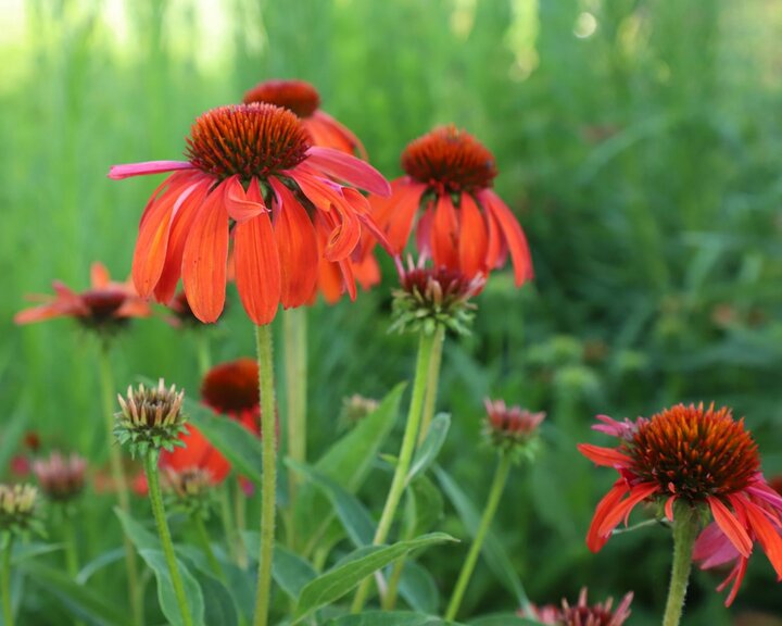 Echinacea purpurea coneflower