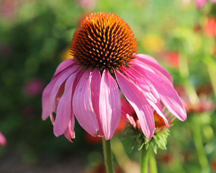 Echinacea purpurea coneflower