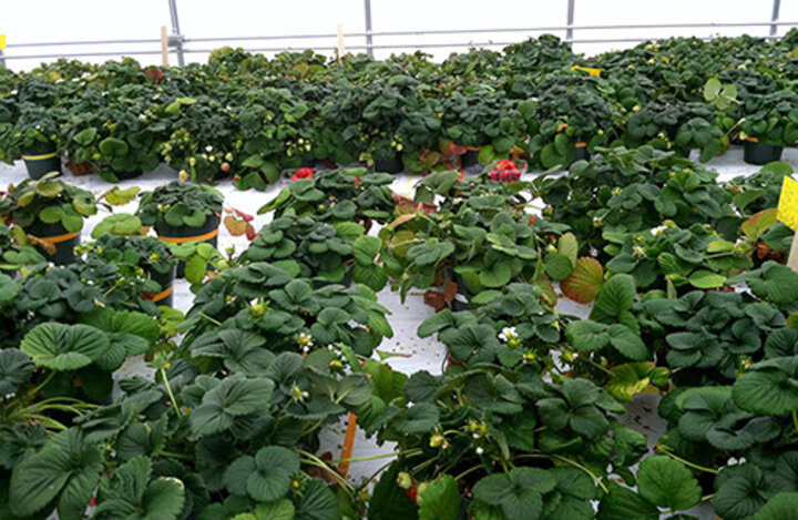 Strawberry research in high tunnel 
