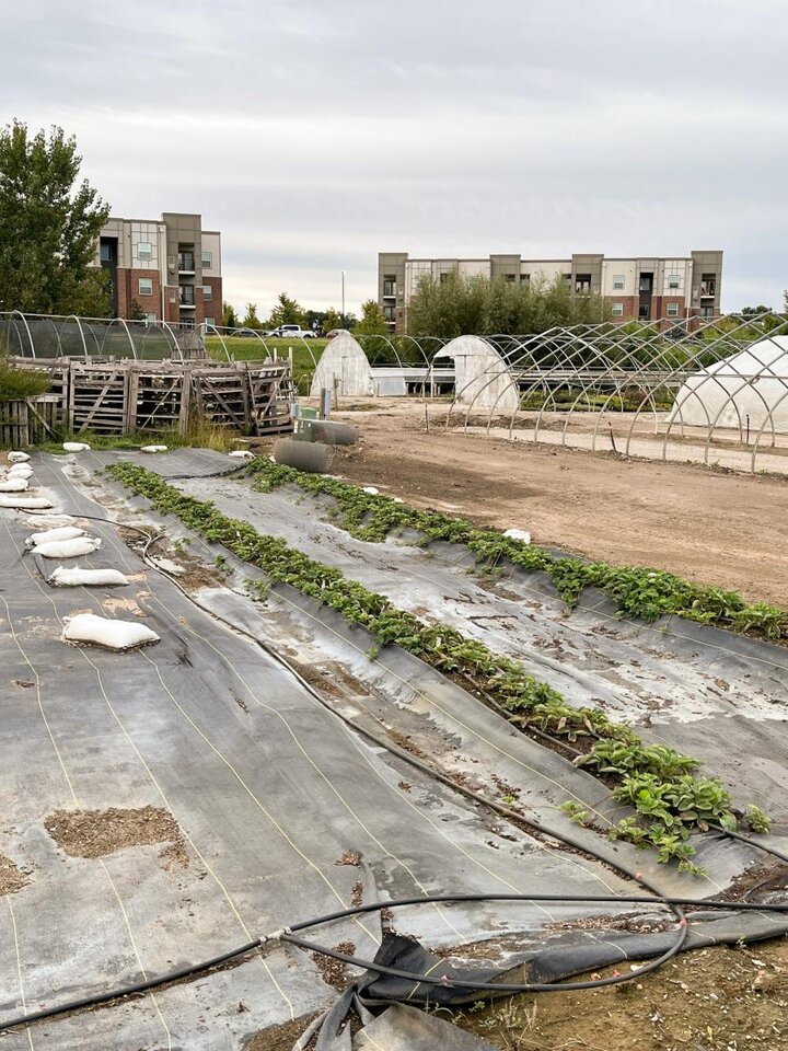 Figure 1. View of the field. ‘Seascape’ plants is towards the middle. ‘Evie-2” plants are on the far right.