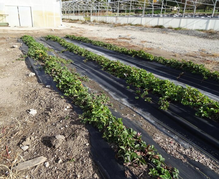 Figure 1. Partial field view of plants (10-14-2020).
