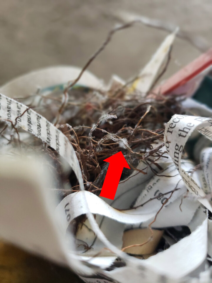 Figure 1. Gray mold (botrytis) on the roots of dormant strawberry crowns.