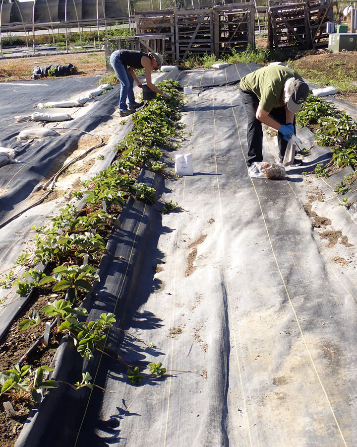 Figure 1. Pulling the stolons away from the plants for harvest.