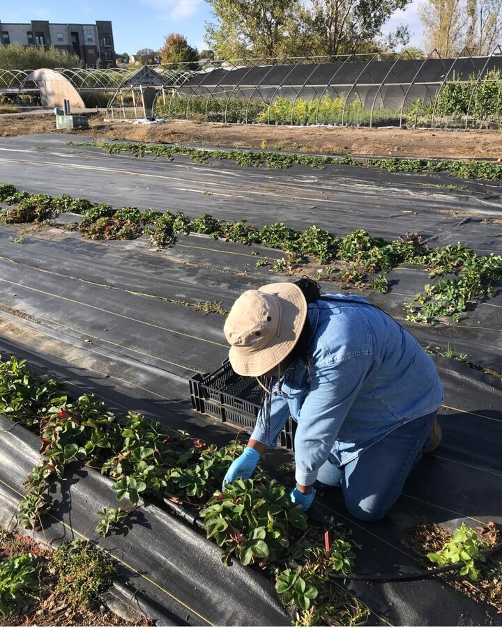 Figure 1. Graduate student Judy harvesting stolons on October 15, 2021.