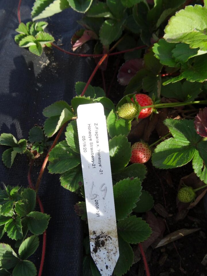Figure 2. Fruit in October! Probably due to a warm September.