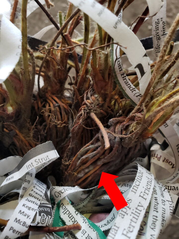 Figure 2. Gray mold starting to move near the crowns.