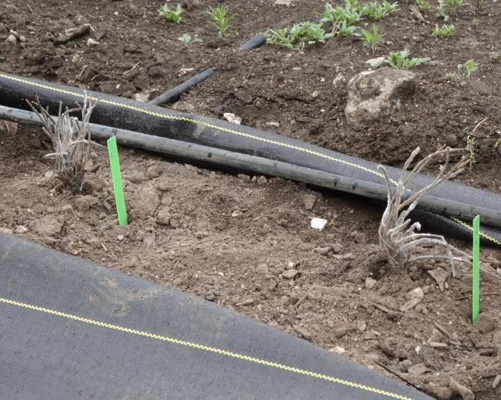 Figure 2. Large dormant strawberries crowns were planted on 16-inch centers.