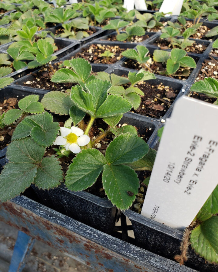 Figure 2. Flower buds on Evie-2 strawberry plants which were propagated October 14, 2020.