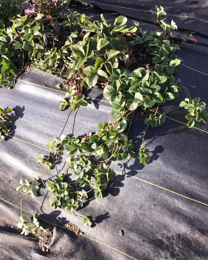 Figure 2. Plantlets used to clonally propagate strawberries.