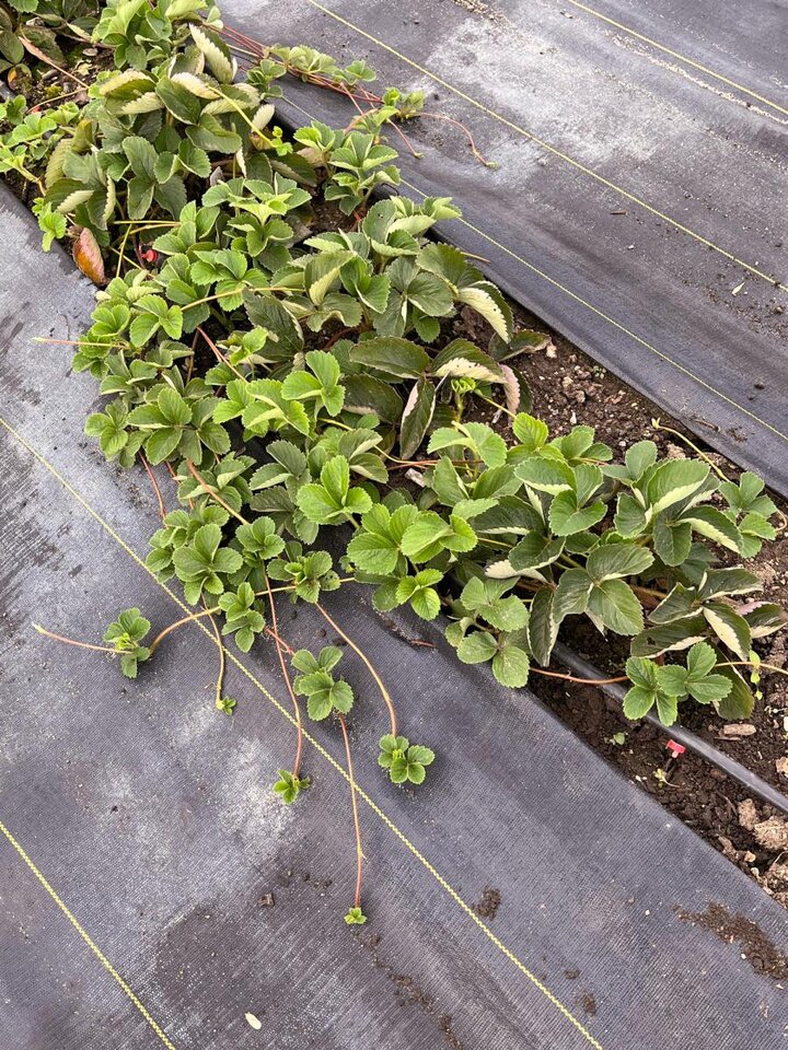 Figure 3. Close up of stolons with plantlets on the strawberry plants.