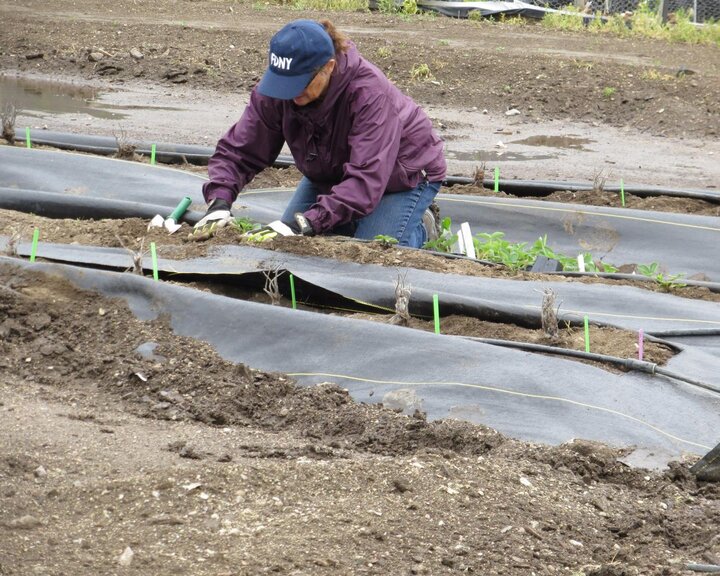 Figure 3. For each cultivar, the field pattern was a row of propagated stolons then a row of dormant crowns.