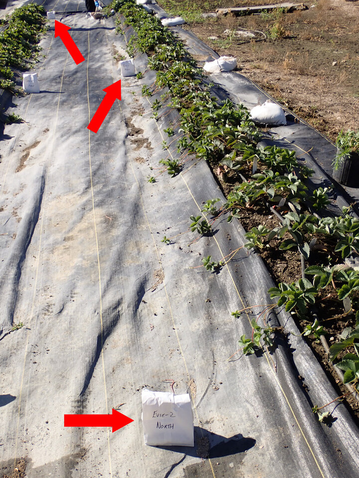 Figure 3. White bags containing the soil samples (red arrows).