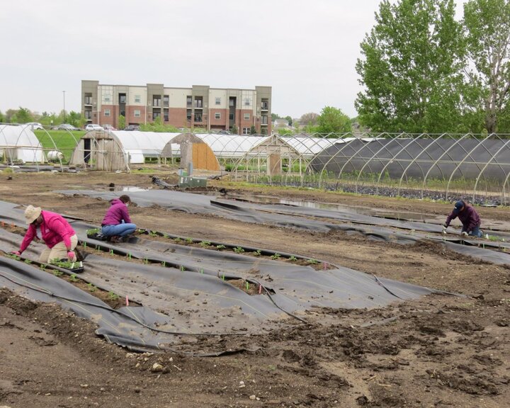 Figure 4. Field planting. The green labels are the large crowns and the orange labels are the medium crowns. There were small white labels for the propagated stolon plantlets.