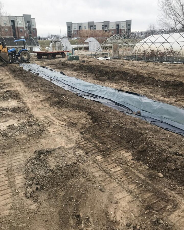 Figure 6. Preparing to identify and cover four rows for Spring 2022 planting and cover the rest of the field with weed barrier.