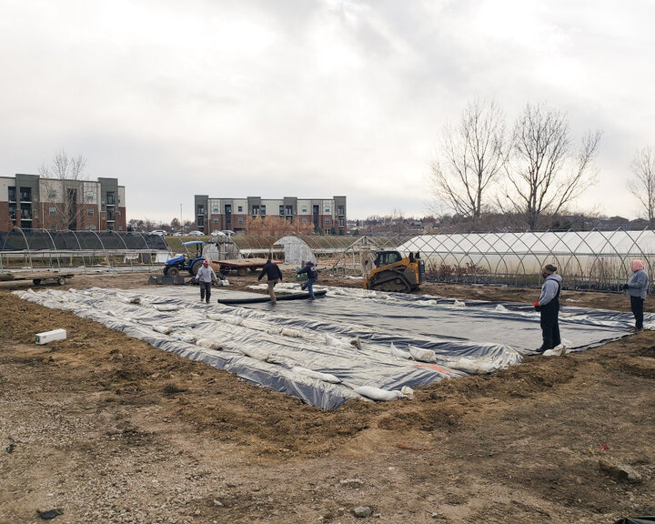 Figure 7. Four rows are mounded, established, and covered with 6 mil black ploy. Mounds of dirt and the sandbags keep the poly fitting tightly to the ground.