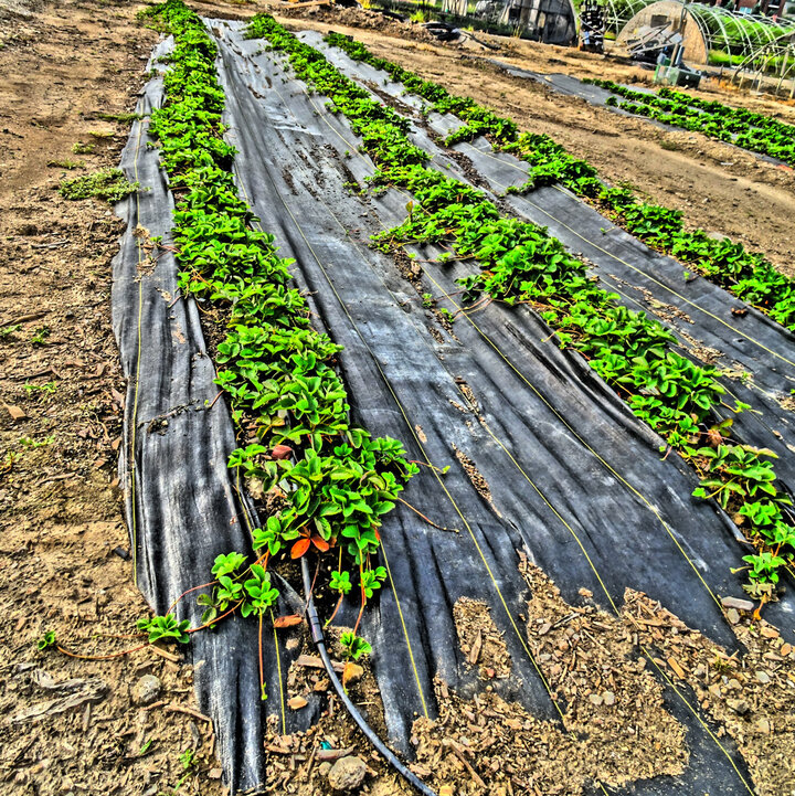 Figure 2a. Stolons on ‘Honeoye’ plants (two rows on the left).