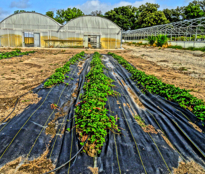 Figure 3. Looking north, plants of ‘Honeoye’ (two rows on the right) and one row of ‘Seascape’.