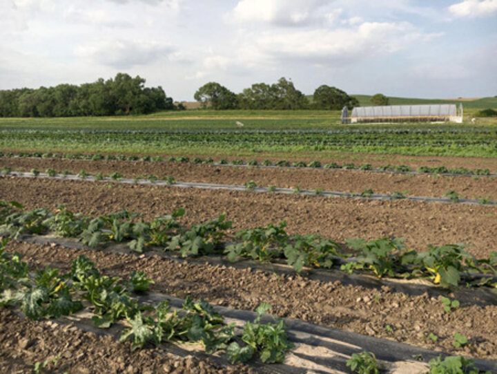 Cucurbits are susceptible to off-target injury from dicamba and 2,4-D herbicides.