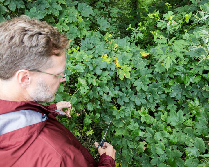 Hops Research