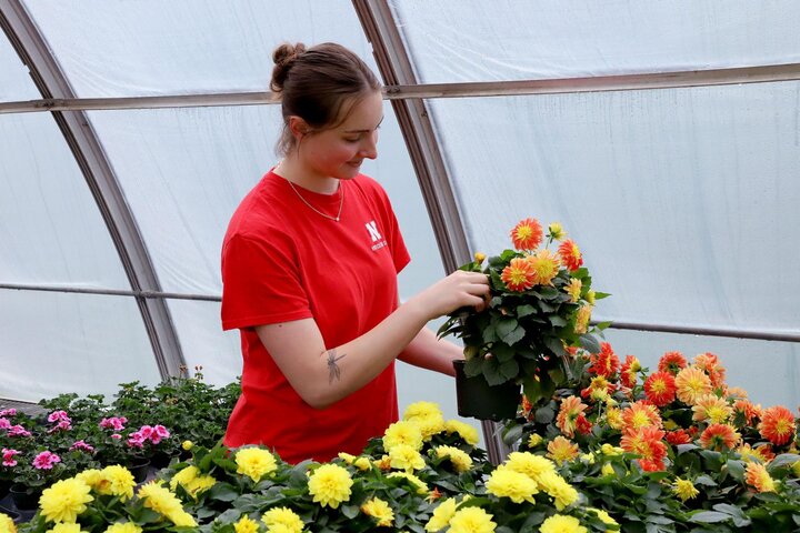 Hort Club Dahlias Elaina Madison
