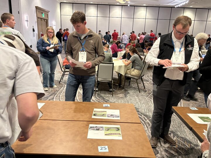 Miles Wulf, a sophomore agricultural economics major, works on Pest ID in the General Knowledge section of the crops judging contest at CANVAS 2025.