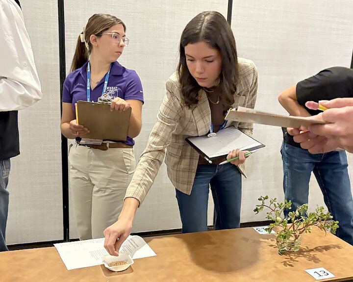 Gabrielle Clifton, a junior plant biology major, competes in the crops judging contest at CANVAS 2025.