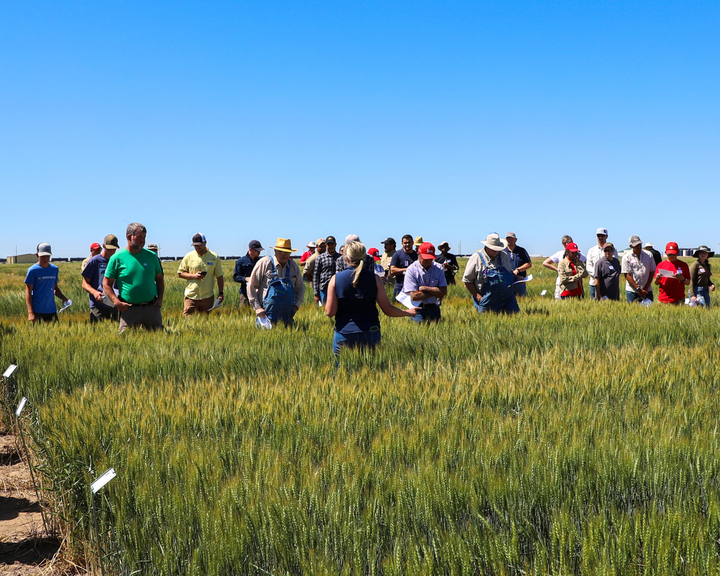 Wheat Variety Tours