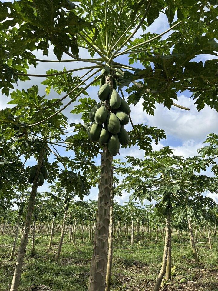 Costa Rica trees