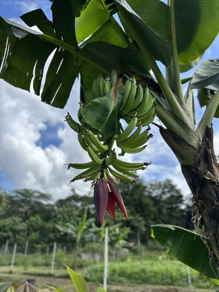 Costa Rica trees