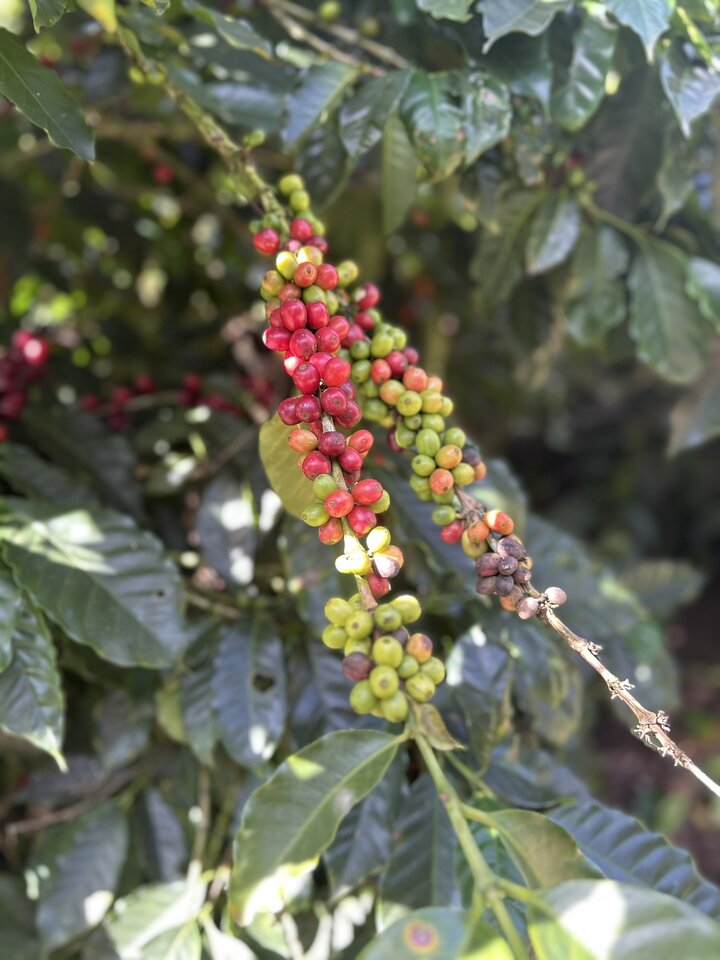 Costa Rica tree fruit