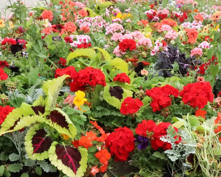 flowers
