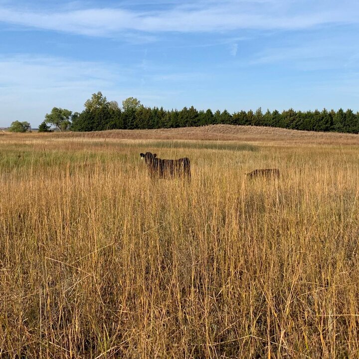 range forage