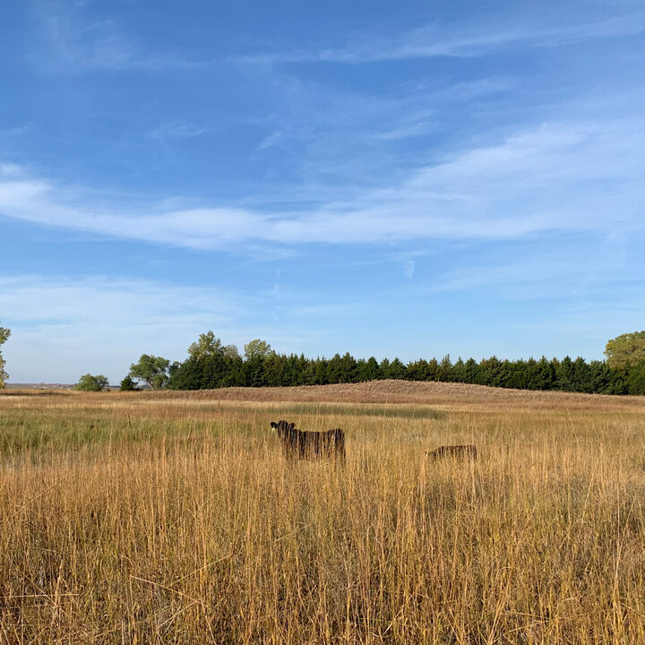 range forage Nebraska