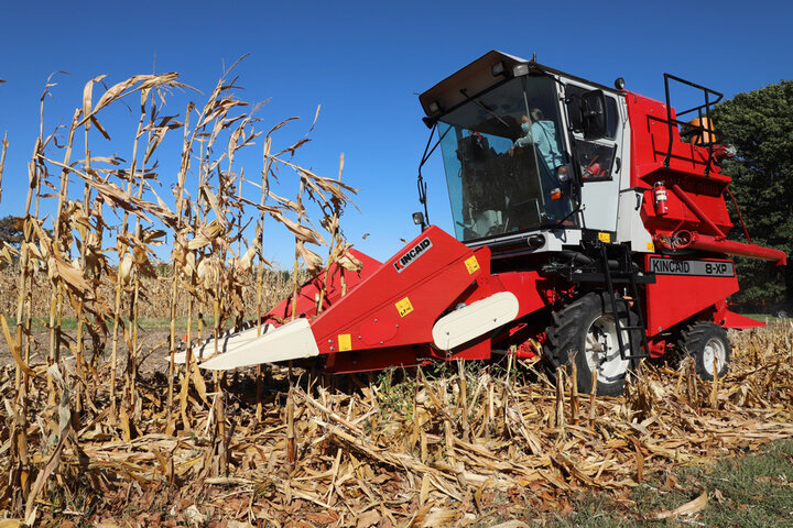 harvesting corn