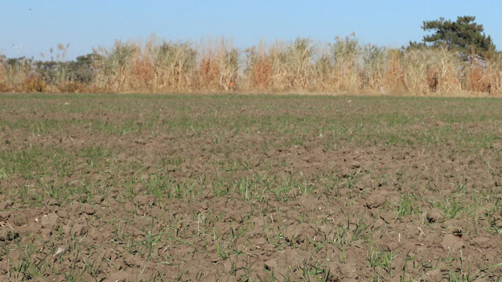 field with bare soil 