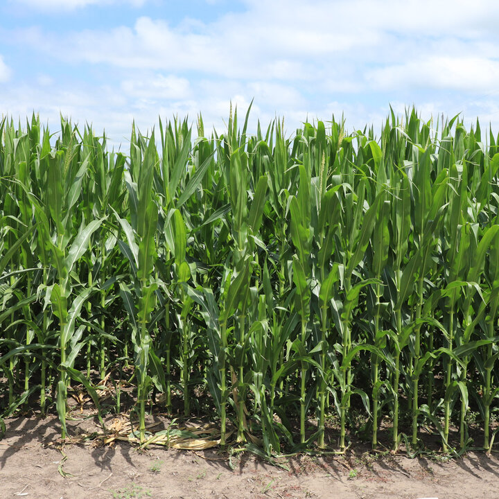 corn