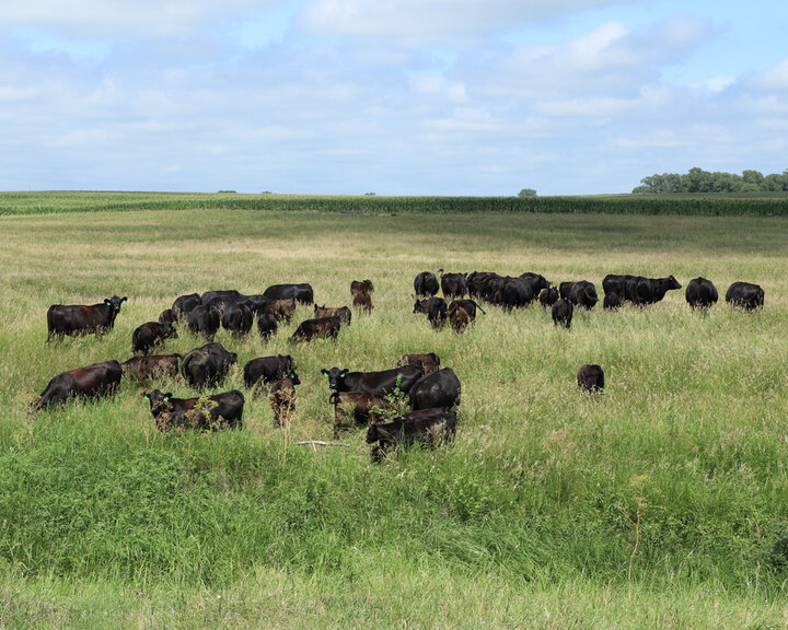Cattle in pasture range