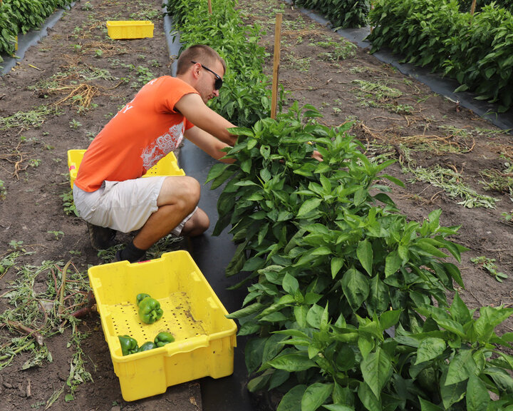 student picking peppers